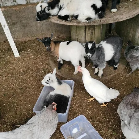 农家乐 Farm In The Woods Slade (Dublin)