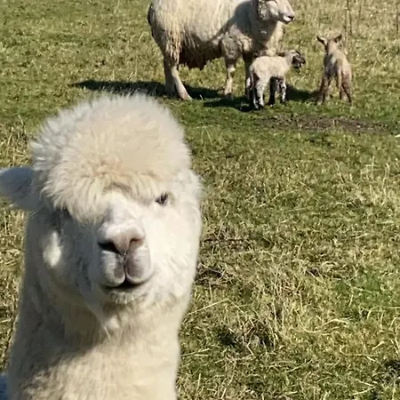 Farm In The Woods * Slade (Dublin)