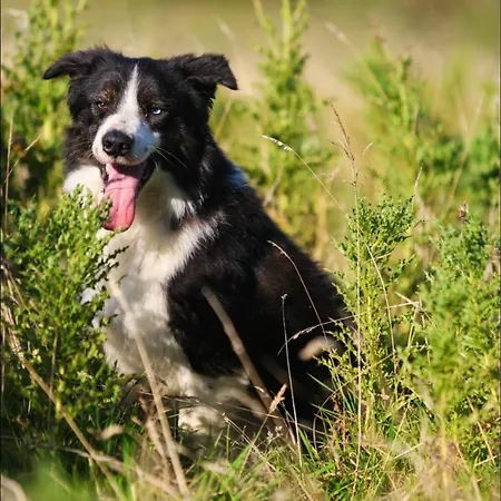 Farm In The Woods ファームステイ Slade (Dublin)