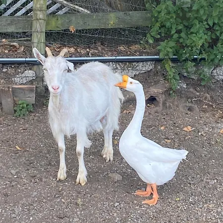 Farm In The Woods ファームステイ *