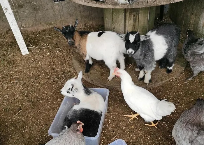 팜스테이 Farm In The Woods Slade (Dublin)