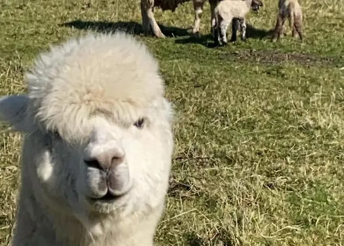 Farm In The Woods * Slade (Dublin)