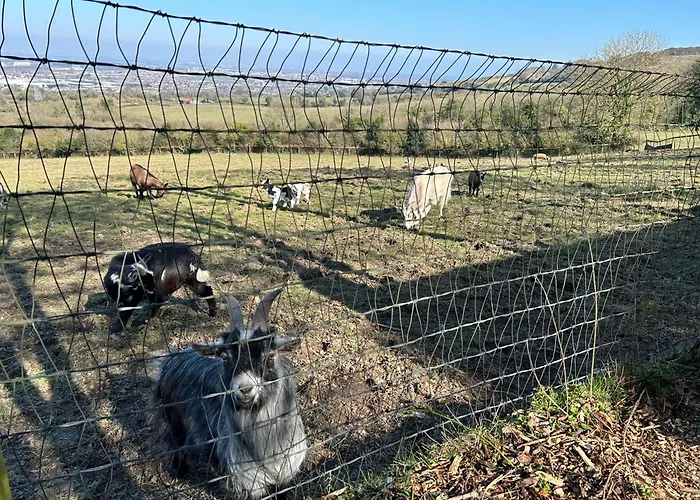 Farm In The Woods Slade (Dublin)