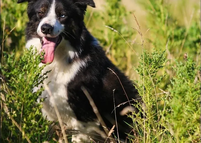 Farm In The Woods Séjour à la ferme Slade (Dublin)