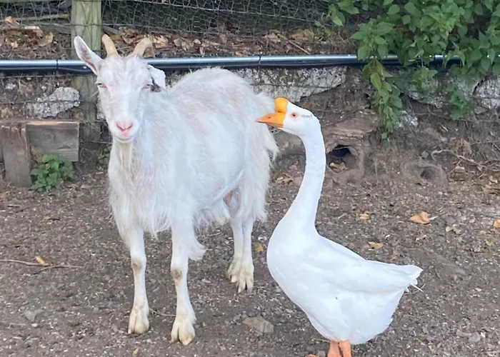 Farm In The Woods Séjour à la ferme *